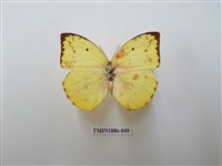 藏品(遷粉蝶)的圖片